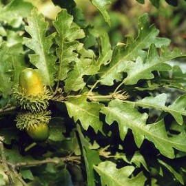 Quercus Cerris – Chêne vert