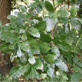 Quercus Hispanica – Faux chêne liège