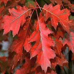 Quercus Rubra – Chêne Rouge