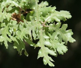 Quercus Pubescens blanc – Chêne blanc