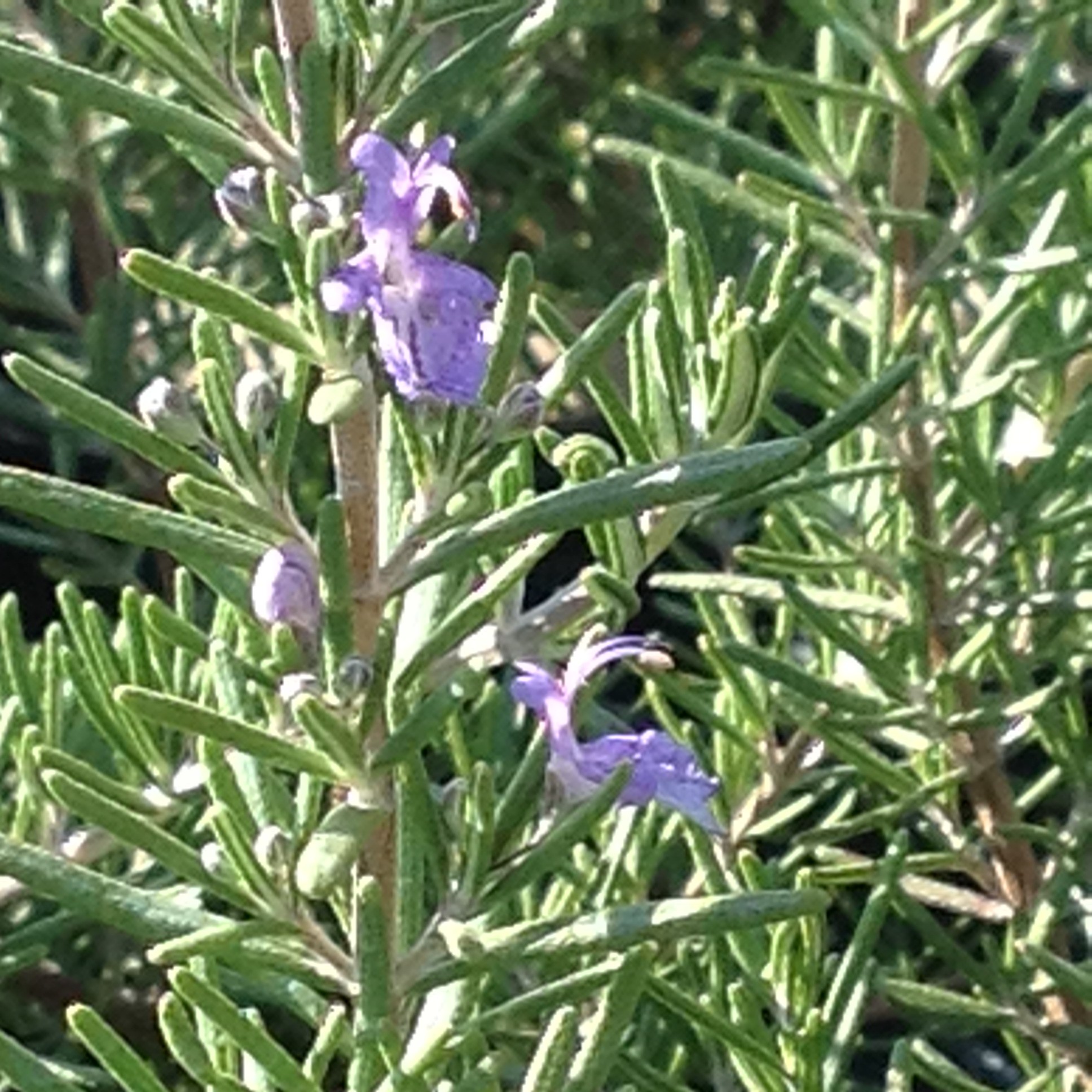 Rosmarinus Officinalis boule – Romarin