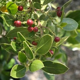 Rhamnus Alaternus – Alaterne