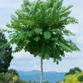 Robinia Pseudoacacia Umbraculifera Inermis – Acacia Boule