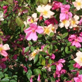 Rosa Chinensis Mutabilis – Rosiers