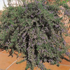 Rosmarius officinalis corsican blue – Romarin