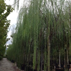 Salix Babylonica – Saule Pleureur