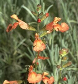 Salvia Greggii peach – Sauge pêche