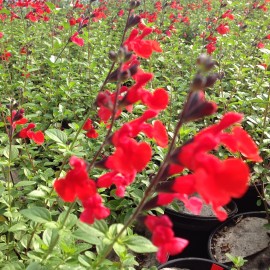 Salvia Microphylla Royal Bumble – Sauge rouge