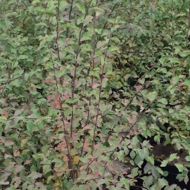 Spiraea X Vanhouttei – Spirée blanche