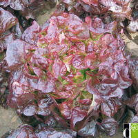 Feuille de Chêne Rouge Kyrio