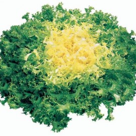 Frisée Minerva