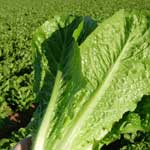 Romaine Chandor