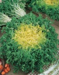 Frisée Wallone