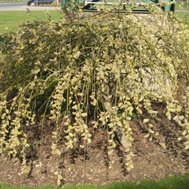 Salix Caprea Pendula kilmarnock –