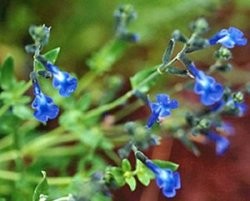 Salvia Lycloides – Sauge bleu