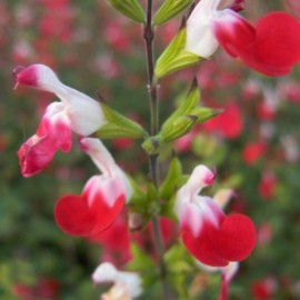 Salvia microphylla hot lips – Sauge rouge et blanche