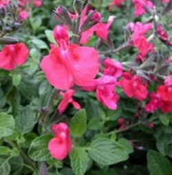 Salvia Microphylia neurepia – Sauge rouge