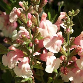 Salvia x Jamensis Sierra San Antonio – Sauge jaune et rose
