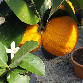 CITRUS SINENSIS – ORANGER