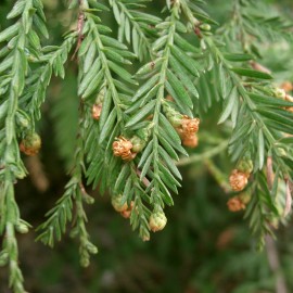 Sequoia Sempervirens