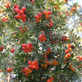 Sorbus Domestica – Sorbier