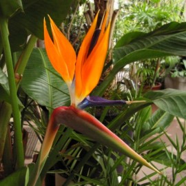 Strelitzia Reginae – Oiseau de Paradis