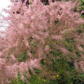 Tamarix Gallicia – Tamaris d’été