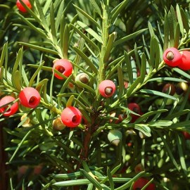 Taxus Baccata – If