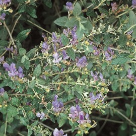 Teucrium Fruticans – Germandrée en arbre