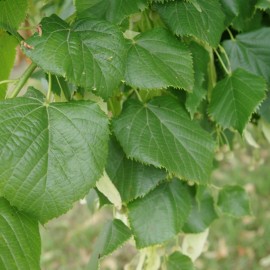 Tilia Platyphyllos Grandiflora – Tilleul de Hollande