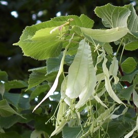 Tilia Tomentosa – Tilleul Argenté