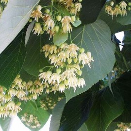 Tilia Americana – Tilleul