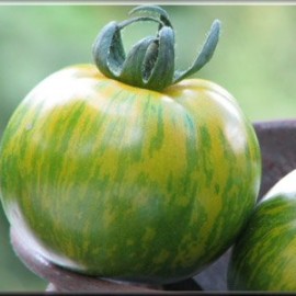 Tomate Green zebra