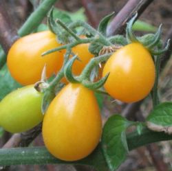 Tomate Poire Jaune