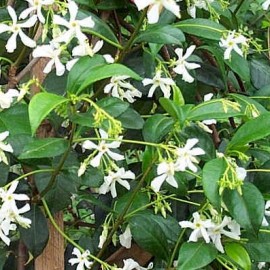 Trachelospernum Jasminoides – Jasmin étoilé