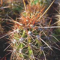 Trichocereus Pasacana