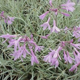 Tulbaghia Variegata – Tulbaghia panaché