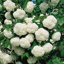 Viburnum Opulus Roseum – Viorne Boule de neige