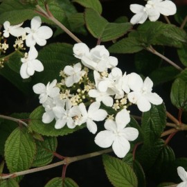 Viburnum Plicatum – Viorne