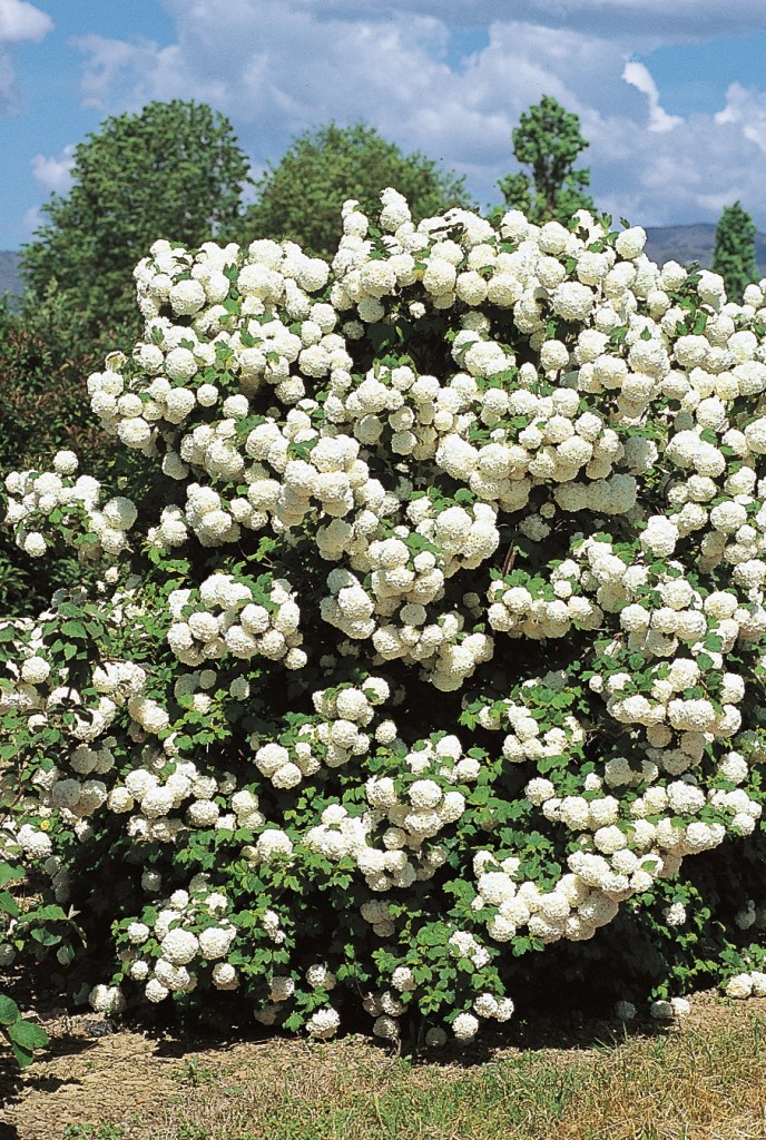 Viburnum Opulus Roseum Viorne Boule de neige Pépinières Ruiz