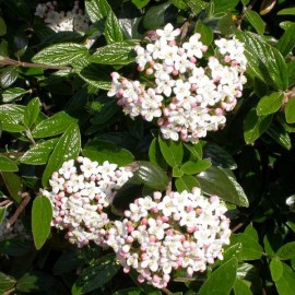 Viburnum x Burkwoodii – Viorne