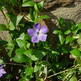 Vinca major – Grande Pervenche