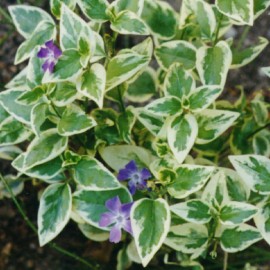 Vinca major Variegata – Grande Pervenche