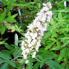 Vitex Agnus Castus Alba – Arbre Au Poivre