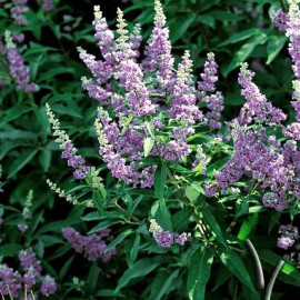 Vitex Agnus Castus Latifolia – Arbre Au Poivre