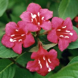 Weigelia ballet