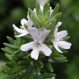 Westringia Fruticosa Alba – Romarin d’Australie