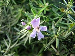 Westringia Eremicola Bleu – Romarin d’Australie