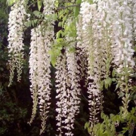 Wisteria Floribunda Longissima Alba – Glycine blanche