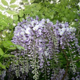 Wisteria Sinensis – Glycine mauve